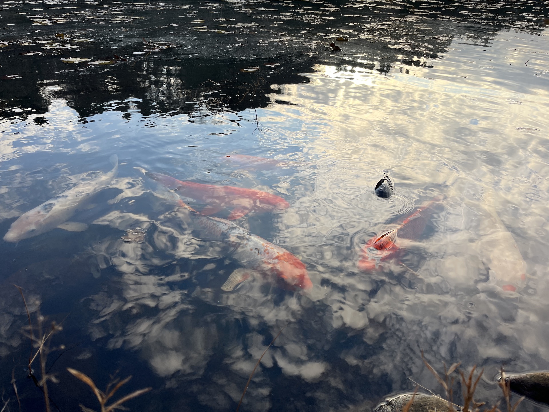 下タ田池（シモンタイケ）の鯉
