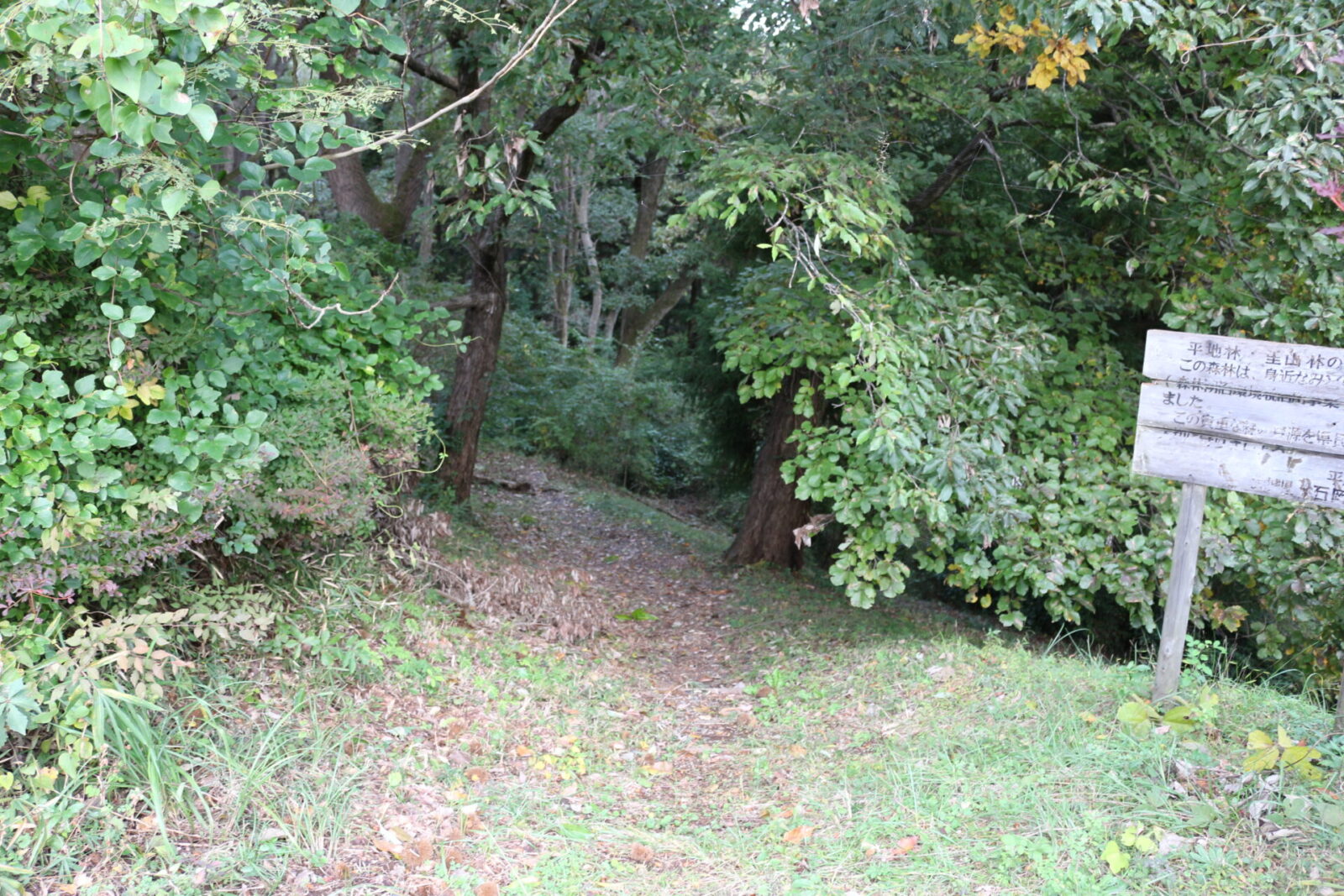 こもれびサイト